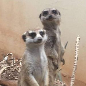 Meet your Posher, Jaden